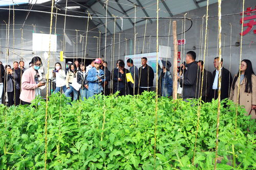 科技賦能農業 寧夏統籌推進農業科技園區建設與技術開發