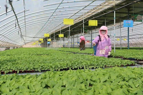 臨澤多措并舉，奏響生態綠色農業主旋律