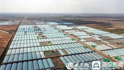 利津縣汀羅鎮 對蝦產業托起‘致富’夢，農業技術開發引領鄉村振興