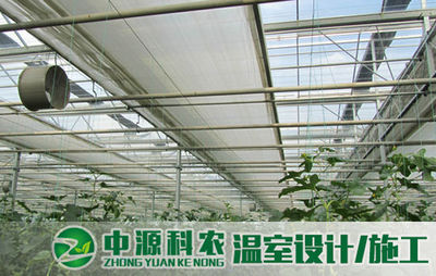 偃師無土栽培專業公司 引領農業技術開發新方向