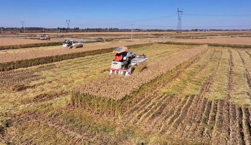 科技為翼，規模為基，融合為墨 繪就農業現代化發展新圖景