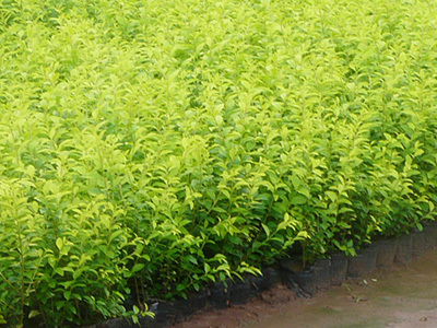 江蘇成富農業技術開發 灑金柏種植與養護技術詳解