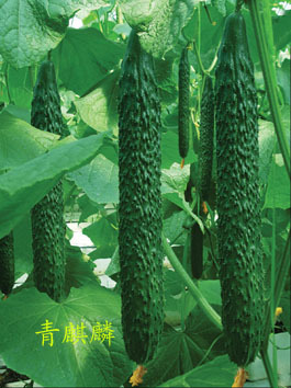 北京中良信農業技術開發 科技賦能現代農業，引領綠色創新發展