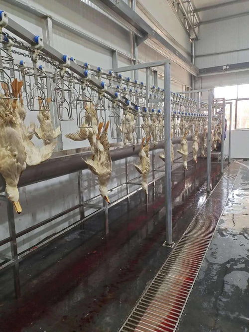 青企領航，科技賦能現代農業——江西綠之星農業科技發展有限責任公司技術開發實踐