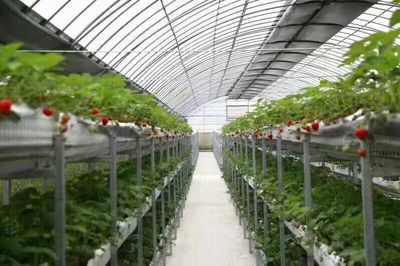 甘肅榆興生態農業科技開發 引領現代農業技術創新與綠色轉型