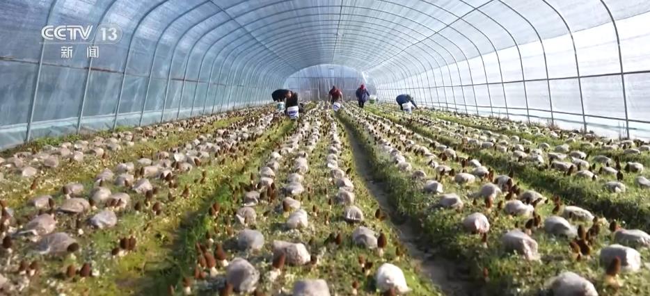 以農業技術開發為引擎，打造城鄉聯動產業集群，賦能農民增收致富