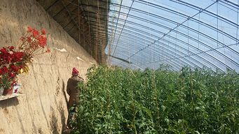赤峰市盈潤農業高新技術開發 新型大棚保溫被引領農業技術新變革